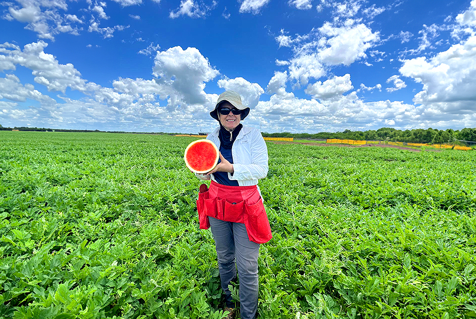 Seedless Watermelons