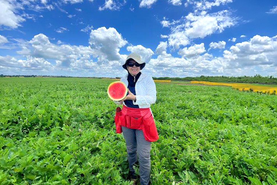 Seedless watermelon