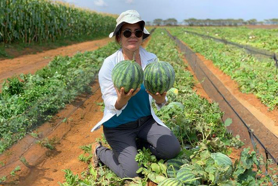 Seedless Watermelons