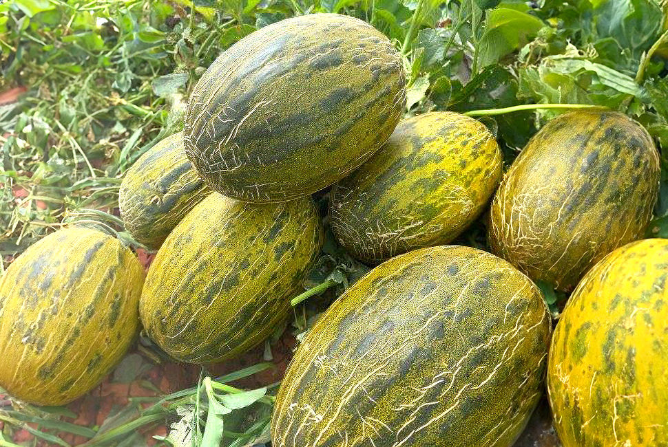 Zafiro: A Piel de Sapo melon