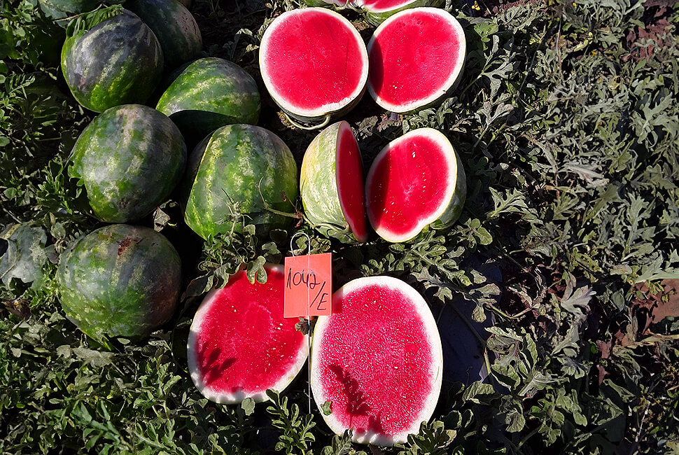 Watermelon as a rootstock for grafting watermelon